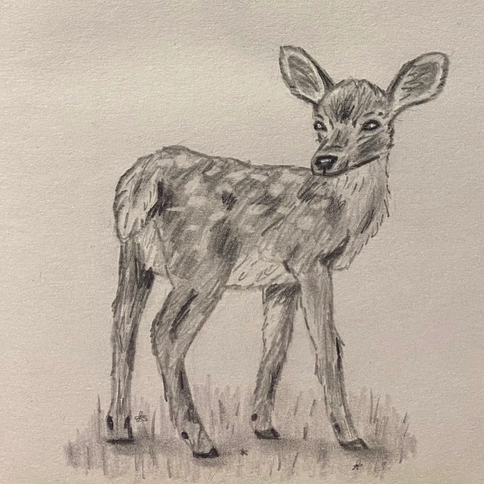 Deer sketch